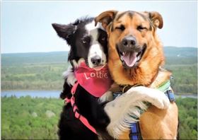 宠物扣具 宠物扣具