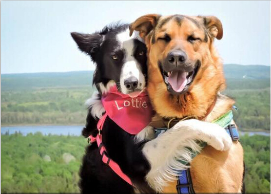 宠物扣具 宠物扣具