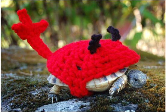 宠物扣具 宠物扣具